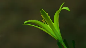 黄花菜图片_13