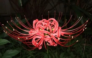 彼岸花图片_5