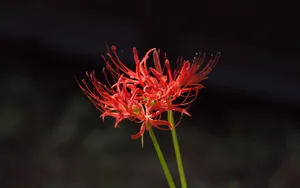 彼岸花图片_12