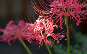 彼岸花图片_13