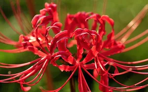 彼岸花图片_14