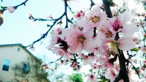 娇艳桃花图片_2