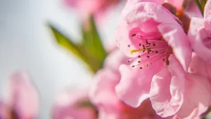 娇艳桃花图片_3