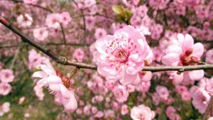 娇艳桃花图片_4