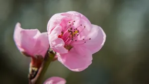 娇艳桃花图片_5