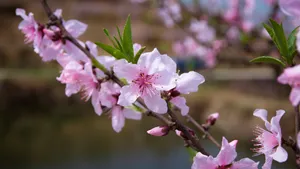 娇艳桃花图片_6