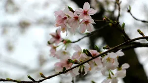 娇艳桃花图片_7
