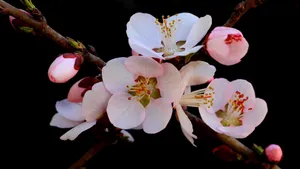 娇艳桃花图片_8