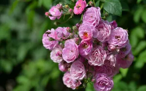 英国国花玫瑰花图片壁纸_2