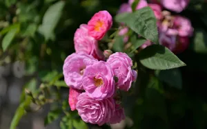 英国国花玫瑰花图片壁纸_3