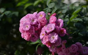 英国国花玫瑰花图片壁纸_4