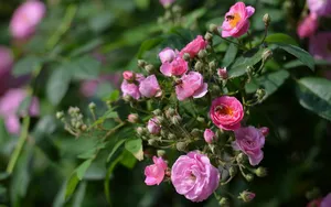 英国国花玫瑰花图片壁纸_5