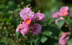 英国国花玫瑰花图片壁纸_6