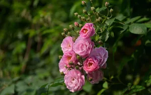 英国国花玫瑰花图片壁纸_7