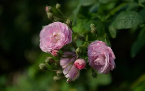 英国国花玫瑰花图片壁纸_8