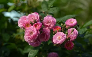 英国国花玫瑰花图片壁纸_9