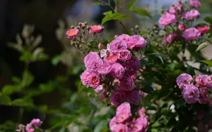 英国国花玫瑰花图片壁纸_10