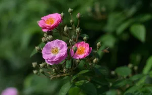 英国国花玫瑰花图片壁纸_12