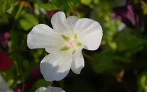 娇艳欲滴的白色花朵图片_5