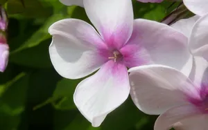 娇艳欲滴的白色花朵图片_6