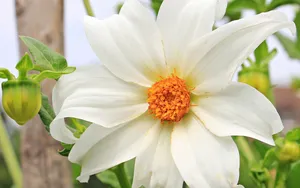 娇艳欲滴的白色花朵图片_8