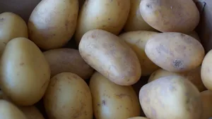 粮食土豆图片_9