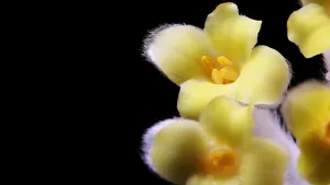 黄色的结香花图片