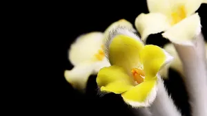 黄色的结香花图片_2