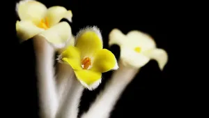 黄色的结香花图片_3