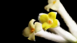 黄色的结香花图片_4