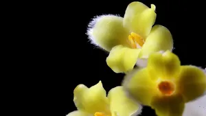 黄色的结香花图片_5