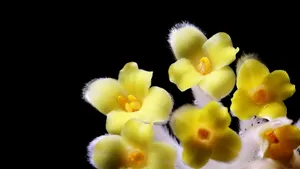 黄色的结香花图片_6