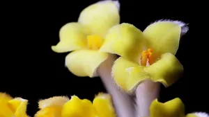 黄色的结香花图片_7