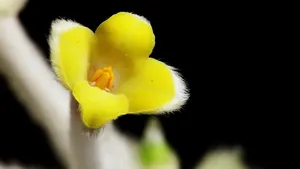 黄色的结香花图片_8