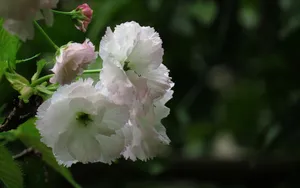 粉白色的樱花图片_2