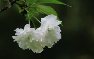 粉白色的樱花图片_3