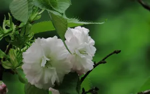 粉白色的樱花图片_4
