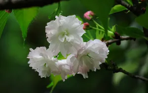 粉白色的樱花图片_5