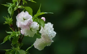 粉白色的樱花图片_6