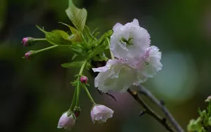 粉白色的樱花图片_7