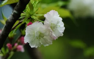 粉白色的樱花图片_8