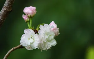 粉白色的樱花图片_9