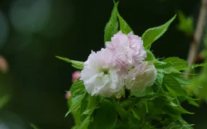 粉白色的樱花图片_10