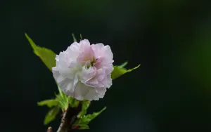 粉白色的樱花图片_11