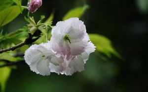 粉白色的樱花图片_12