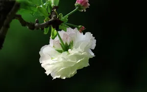 粉白色的樱花图片_13