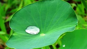 绿色的荷叶图片_6