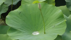 绿色的荷叶图片_8