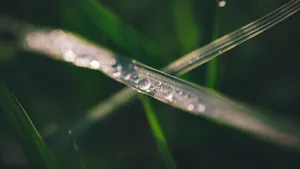 草地上凝结的露珠图片_2