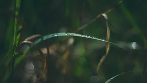 草地上凝结的露珠图片_5